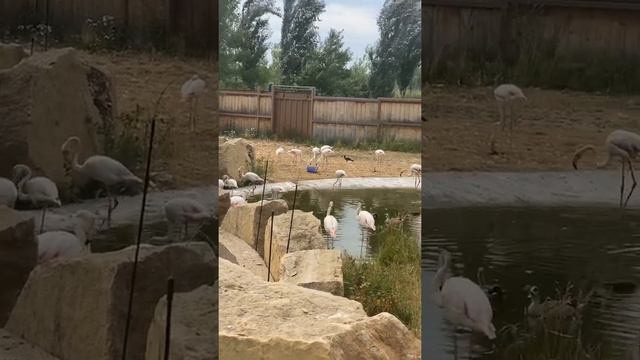 Фламинго Зоопарк Казань смотреть онлайн