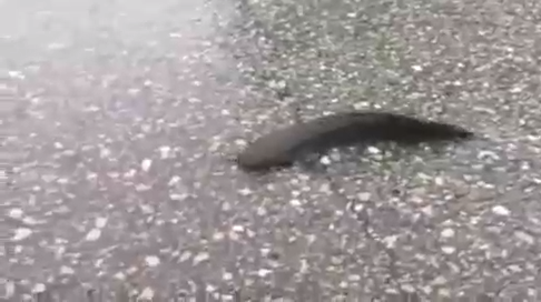 Сом "плывет" по дороге смотреть онлайн