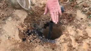 Сажаем виноград в Подмосковье