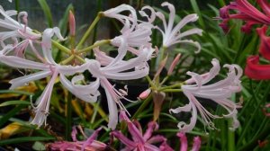 Нерина, или нерине (лат. Nerine)