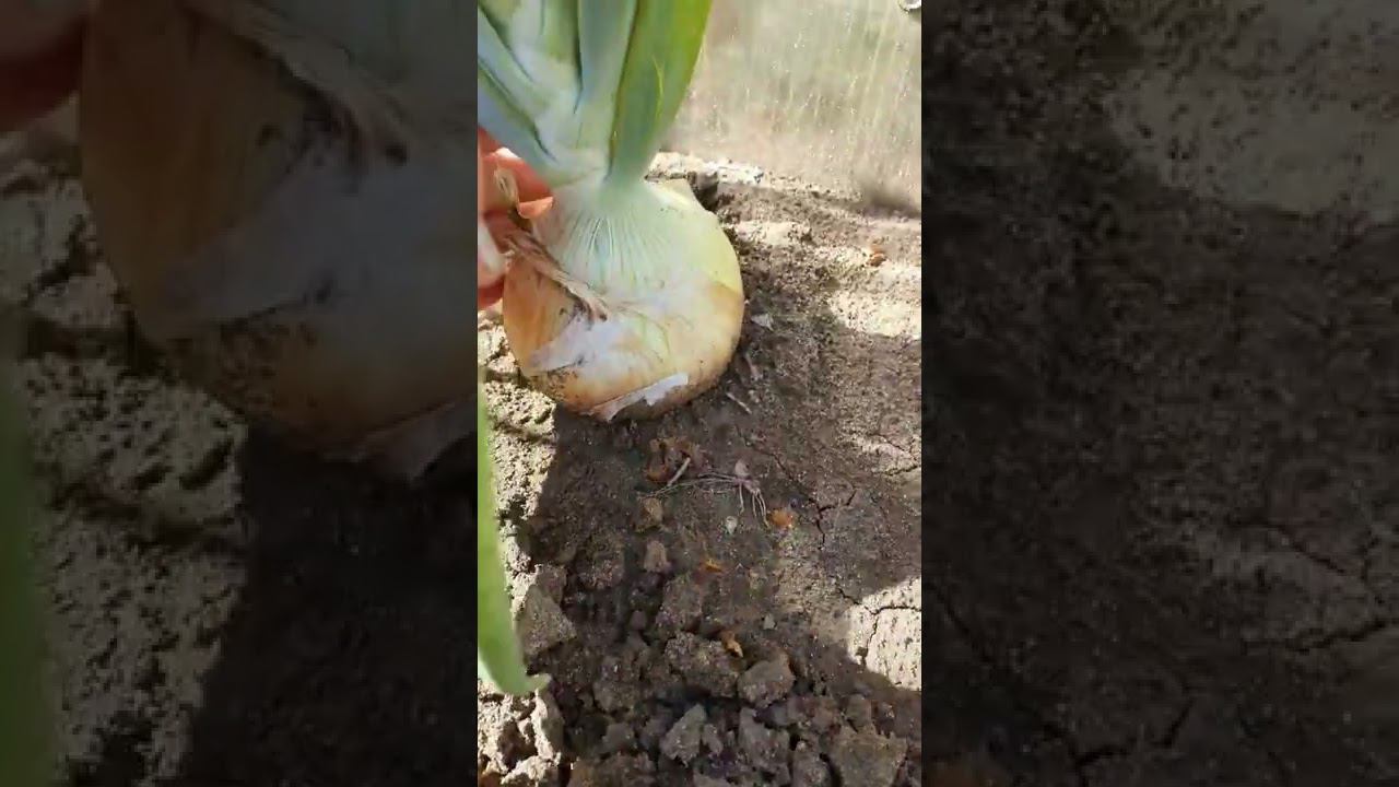 Лук смотреть онлайн