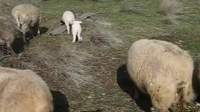 The shepherds' challenge is to keep sheep safe but eating lots смотреть онлайн