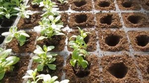 Пикировка Сурфинии и Калибрахоа, обработка от болезней и вредителей