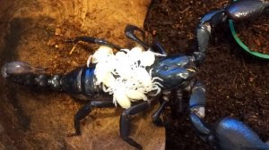 рождение скорпионов Heterometrus spinifer