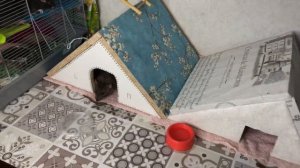 Первое, что нужно приобрести для крыс ?