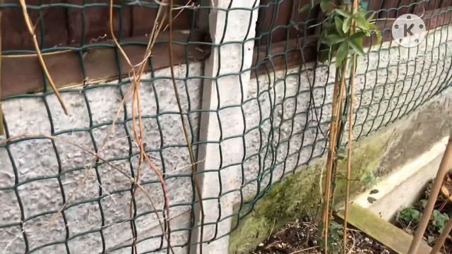 Passiflora Incarnata ( maypop ), now is a good time to trim off the growth that dies back in winter смотреть онлайн