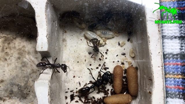 Развитие Муравья-Пули до заселения в Био Хаус смотреть онлайн