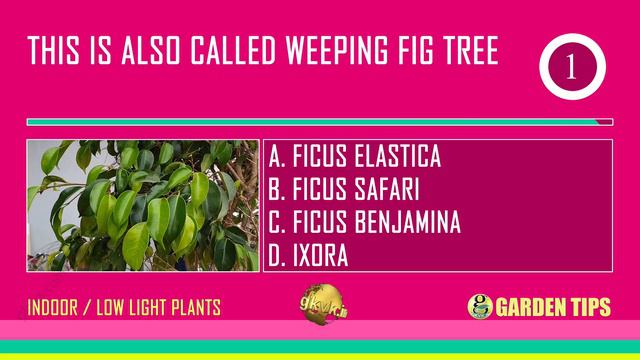 COMMON HOUSE PLANTS (LOW LIGHT INDOOR PLANTS) | GARDEN QUIZ смотреть онлайн