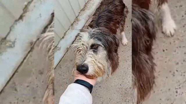 Дик в Зооцентре смотреть онлайн