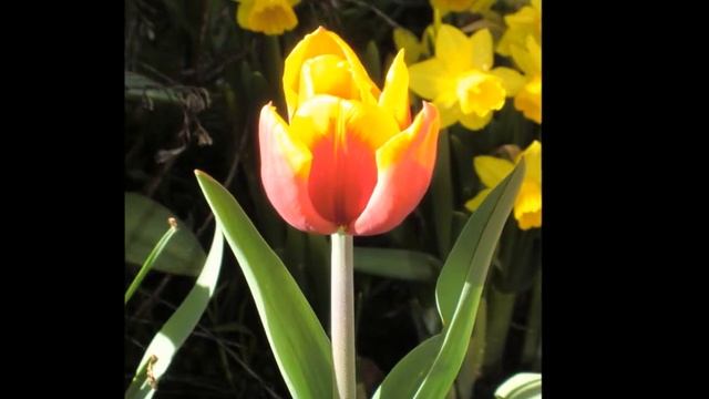 Amsterdam, The Netherlands.NL смотреть онлайн