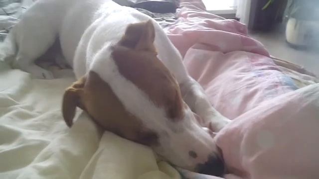 Рассказываю вам о породе джек рассел терьер