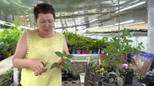 Формируем прошлогодние гортензии. Как срезаем черенки. 18.06