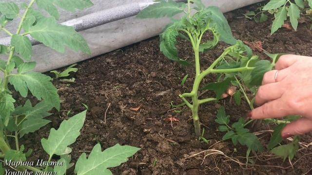 Пасынкуем помидоры ТАК !!! смотреть онлайн