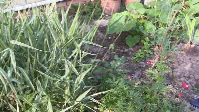 Продолжаем обзор растений у дома смотреть онлайн