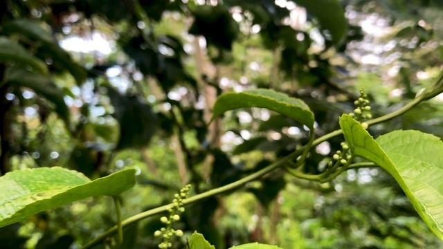 Tropical Wonders at Kauai Food Forest : African Fluted Pumpkin, Vanilla, Coffee, Breadfruit, Chayot смотреть онлайн