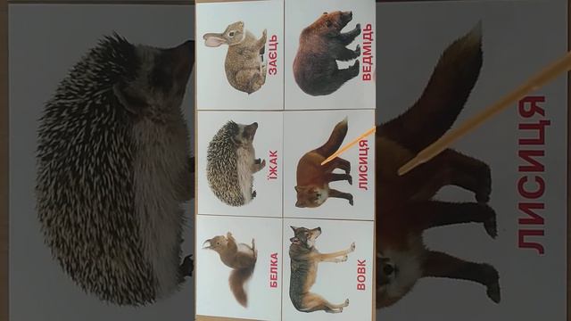 Загадки про диких тварин