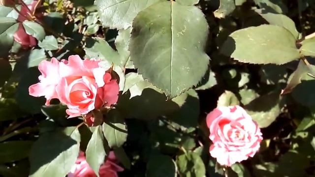 Роза Лоран Каброль смотреть онлайн