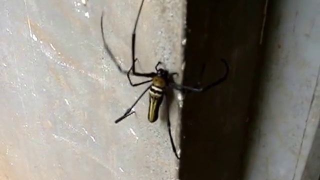 The giant wood spider (Nephila maculata) смотреть онлайн