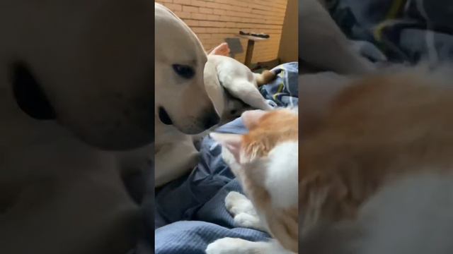 ЗАБАВНЫЕ ЖИВОТНЫЕ и ВОДНЫЕ ПРОЦЕДУРЫ смотреть онлайн