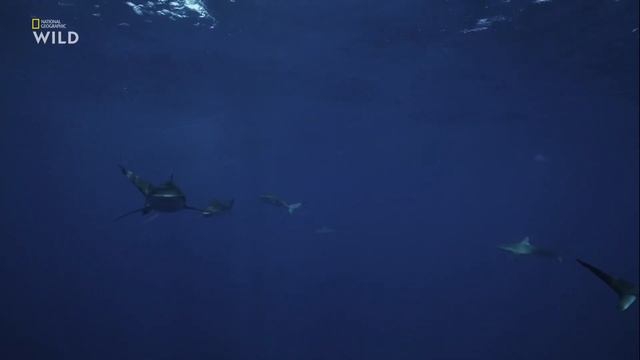 Биология, строение, поведение и питание галапагосских серых акул (Carcharhinus galapagensis). смотреть онлайн