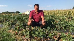 63/20МОНТЕРЕЙ! Клубника Монтерей! Сорт НСД Монтерей!  обзор Август 2020