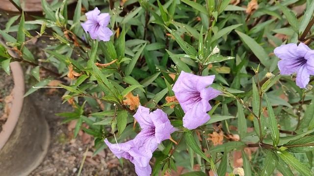 Руэллия клубненосная. Ruellia Tuberosa.