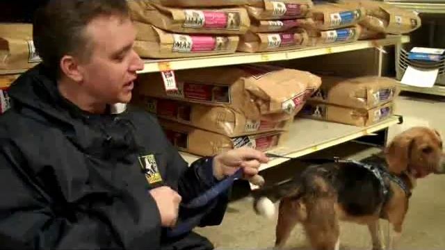 Fostering for Lost Dog & Cat Rescue смотреть онлайн