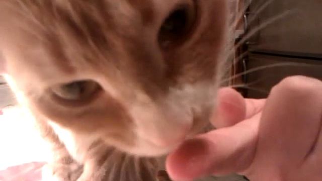 Кошка длинный язык