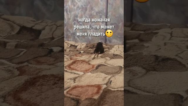 #rat #крыса #рекомендации #моялюбовь #крысадамбо #mylove #пжвреки #мир #животные #мемы #хозяин смотреть онлайн