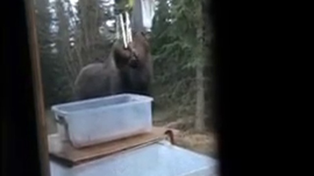 Музыкальный лось смотреть онлайн