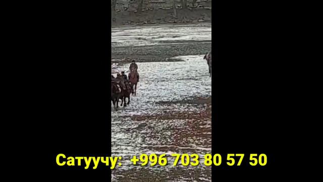 Алайдын ГИГАНТЫ Улака ЖАРАП Берди 19/12/2021 смотреть онлайн