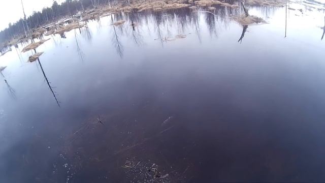 Нерест щуки 7.05.2018 смотреть онлайн