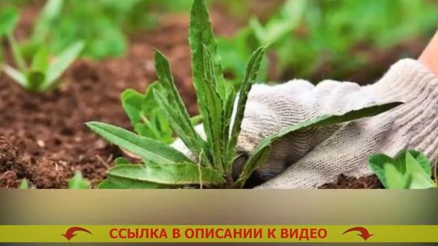 Вещество от сорняков агрокиллер инструкция смотреть онлайн