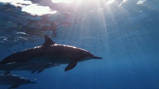 Интересные факты про дельфинов(Interesting facts about dolphins). смотреть онлайн