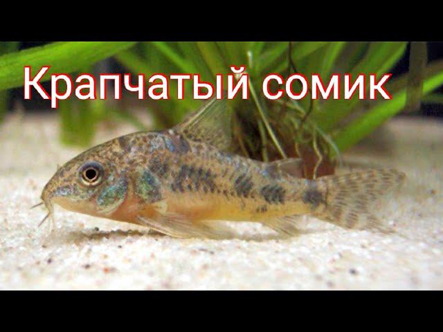 Крапчатый Сомик. Уход , кормление, разведение. смотреть онлайн