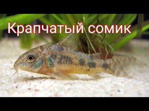 Крапчатый Сомик. Уход , кормление, разведение.