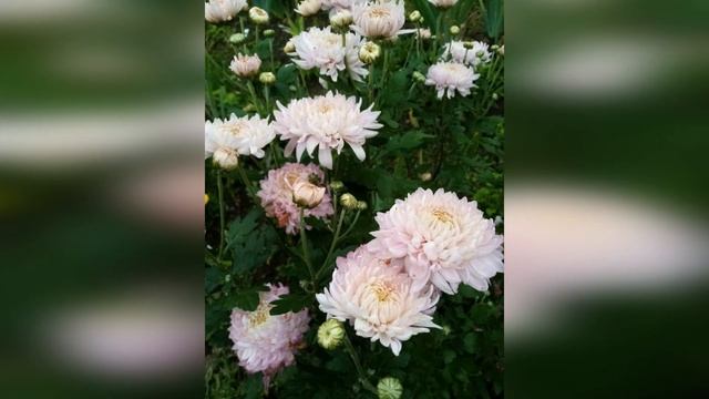 1 октября Цветоводы смотреть онлайн
