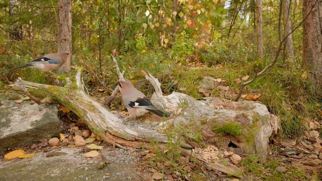 ??️ Ultimate Autumn Relaxation: 12 Hours with Red Squirrels & Birds (4K) смотреть онлайн
