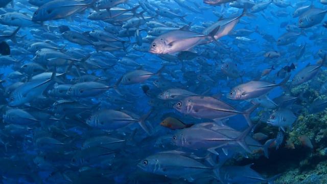 fish in ocean coral reef- 4k hdr 60fps dolby vision | deep sea fish смотреть онлайн