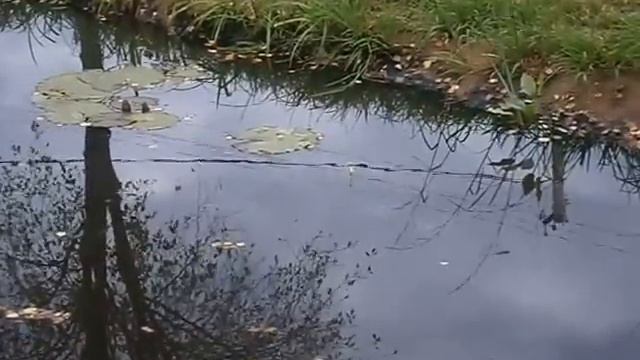 Как ловить карпа осенью. смотреть онлайн