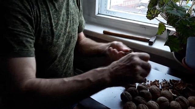 Как посадить грецкий орех орехом в природе - 2 смотреть онлайн