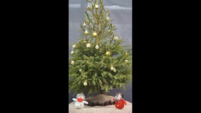 Новогодние ели из Питомника Вашутино смотреть онлайн