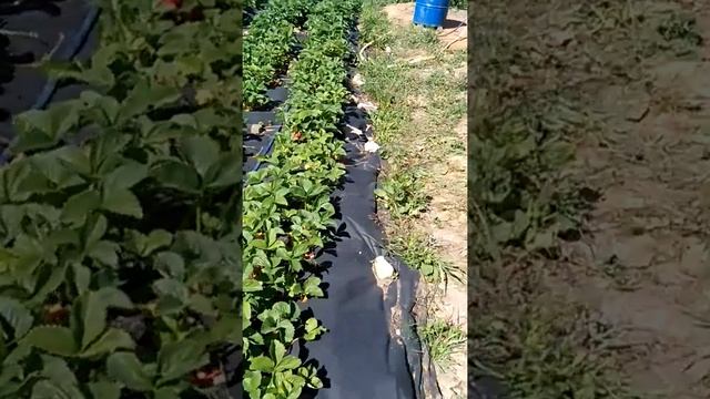 Выращивание клубники сорта Сирия. смотреть онлайн