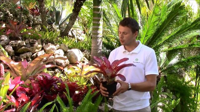 Neoregelia (Planta Brutt Video 5) смотреть онлайн