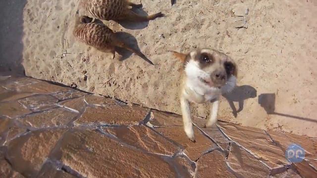 Забавные животные смотреть онлайн