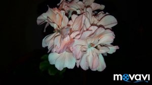 Пеларгонии Шелк Аврора и Шелк Мойра
