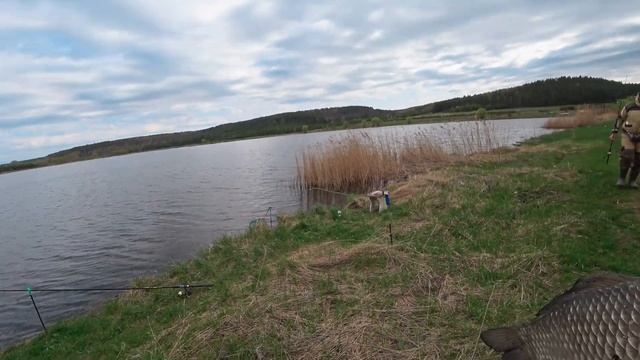 МОЮ РЫБУ КТО-ТО СХВАТИЛ!!! Новая удочка BREEZE с AliExpress. Рыбалка на карася и щуку на пруду. смотреть онлайн