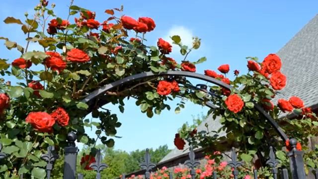 Роза Дон Жуан... Плетистый сорт