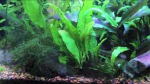 Таиландский папоротник(Microsorium pteropus)