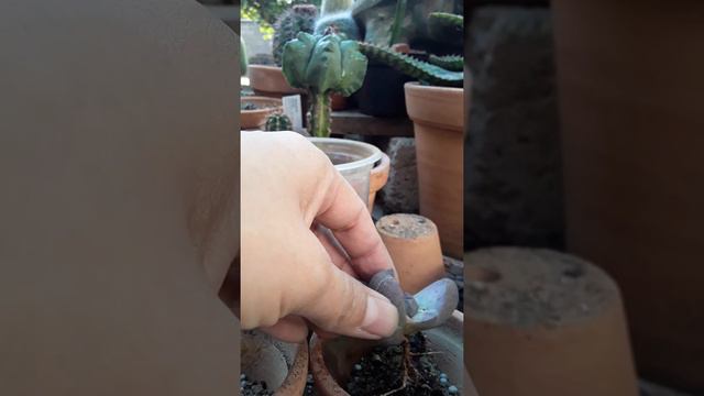 Cactus Dinteranthus, Pleiospilos nelii (Split Rock) смотреть онлайн